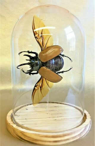 R3 Taxidermy Entomology X Large Chalcosoma Beetle Glass Dome Specimen Collect