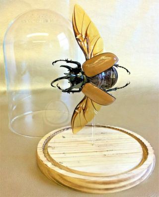 R3 Taxidermy Entomology X Large Chalcosoma Beetle Glass Dome Specimen Collect 2
