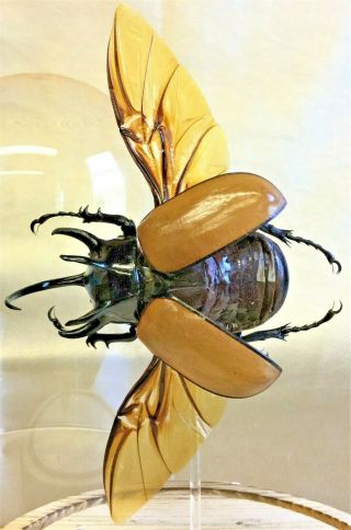 R3 Taxidermy Entomology X Large Chalcosoma Beetle Glass Dome Specimen Collect 3
