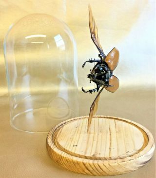 R3 Taxidermy Entomology X Large Chalcosoma Beetle Glass Dome Specimen Collect 4