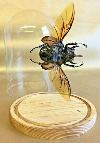 R3 Taxidermy Entomology X Large Chalcosoma Beetle Glass Dome Specimen Collect 5