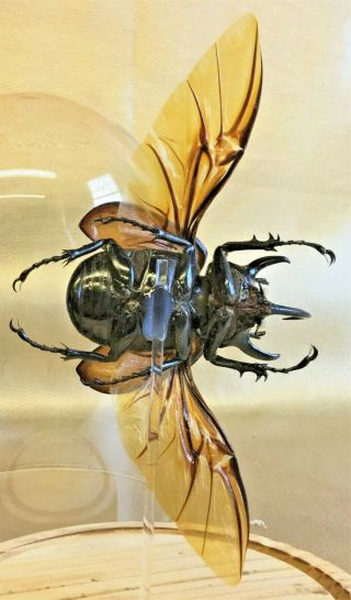 R3 Taxidermy Entomology X Large Chalcosoma Beetle Glass Dome Specimen Collect 6