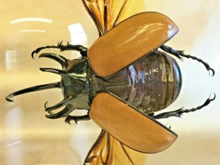 R3 Taxidermy Entomology X Large Chalcosoma Beetle Glass Dome Specimen Collect 7