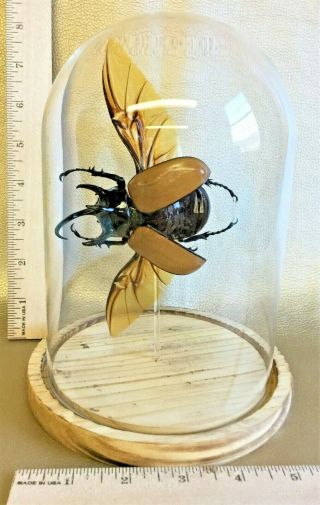 R3 Taxidermy Entomology X Large Chalcosoma Beetle Glass Dome Specimen Collect 8