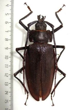 Cerambycidae Prioninae Ctenoscelis Ater,  Male,  93 Mm Peru.  Large Rare