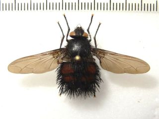 Diptera Large Fly Tachinae Sp.  1,  Peru.  40 Mm