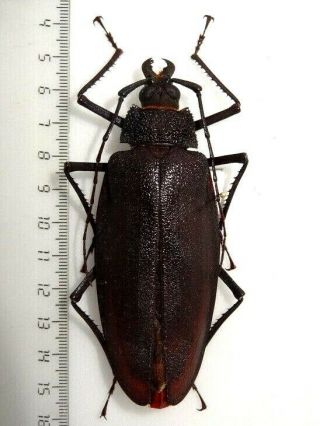 Cerambycidae Prioninae Ctenoscelis Ater,  Female,  96 Mm Peru.  Large Rare