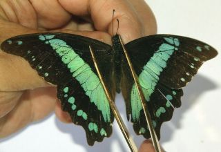 Papilionidae Papilio Upifa Very Rare From Mbizi Forest,  Upifa,  Tanzania