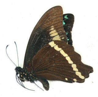 Papilionidae Papilio upifa VERY RARE from Mbizi forest,  Upifa,  Tanzania 2