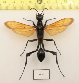Hymenoptera ; Guêpe Sp197 (, 65mm) Unmonted / French Guiana