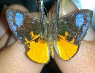 Lepidoptera/riodinidae/riodininae Sp N° 37 From Peru