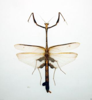 Mantis - Mantidae - Toxodera Sp - Rare - Cameron Highlands,  Malaysia (ts91)