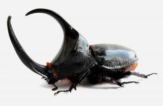 Insect,  Beetles,  Dynastinae,  Enema Pan,  73 Mm