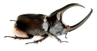 Insect,  Beetles,  Dynastinae,  Enema pan,  73 mm 3