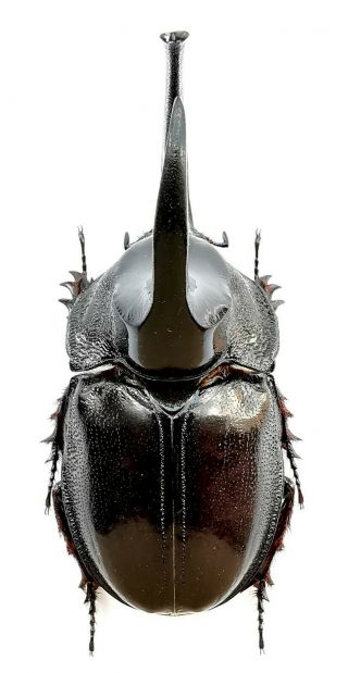 Insect,  Beetles,  Dynastinae,  Enema pan,  73 mm 4