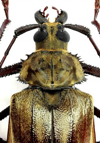 Insect,  Beetles,  Cerambycidae,  Prioninae,  Xixuthrus Sp,  Ceram Is,  105 Mm