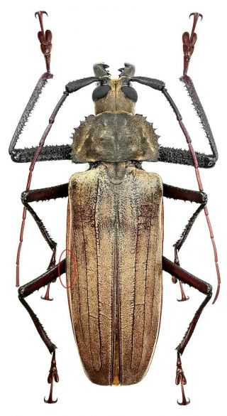 Insect,  Beetles,  Cerambycidae,  Prioninae,  Xixuthrus Sp,  Ceram Is,  103 Mm