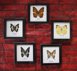 Real 5 Framed Butterfly Taxidermy Insect Home Decoration No.  3