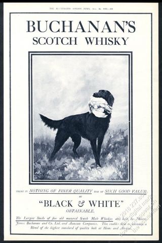1922 Maud Earl Black Lab Dog Art Black & White Scotch Whisky Vintage Uk Print Ad