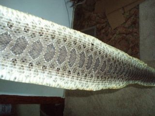 Rattlesnake Skin Prairie Rattler Hide Soft Tanned Bow Wrap Blanks Art 44 Inch 9
