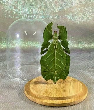 O58c Taxidermy Entomology Leaf Bug Phyllium Bioculatum Glass Dome Display Specmn
