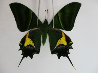 Pa2938.  Unmounted Butterflies: Teinopalpus Imperialis.  Central Vietnam.  Ngoc Linh