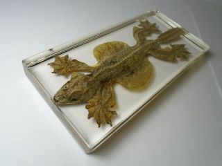 Ptychozoon Leaf Tail Gecko / Flying Gecko Taxidermy.  Resin Encapsulation
