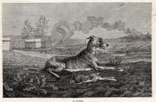 Dog Saluki Smooth - Coated Gazelle Hound With Coursing Rabbit,  1880s Antique Print