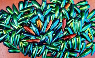 1000 Green Blue Jewel Beetle Elytra Insect Wings Craft Jewelry Art Supply Design