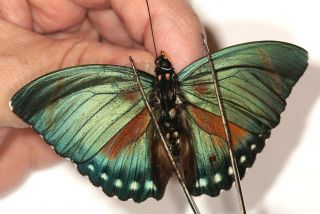 Nymphalidae Euphaedra Ferruginea ? Male From Cameroon
