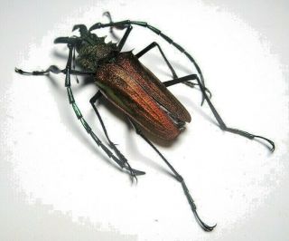 Cerambycidae Prioninae Psalidognathus Superbus 43mm Male 35 From PerÚ