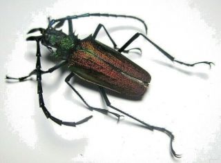 Cerambycidae Prioninae Psalidognathus Superbus 37mm Male 34 From PerÚ