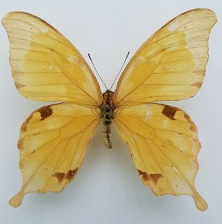 Rare Papilio Nobilis Leyroi Form Pallidus From Congo (rdc) : North - Kivu