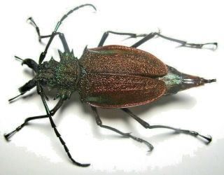 Cerambycidae Prioninae Psalidognathus Superbus 54mm Female 26 From PerÚ