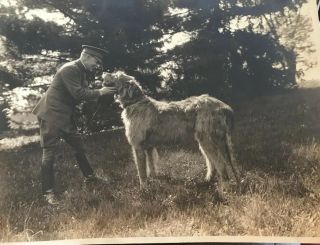Irish Wolfhound Photograph Large Dog 7’ 3” Long 1920 8 X 10