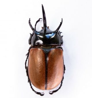 Beckius Beccarii Beccarii - Dynastidae 63mm From Elelim Vill.  Wamena,  Papua