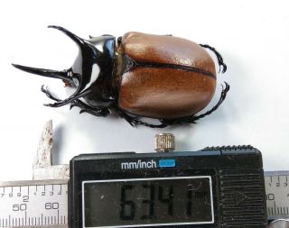 Beckius beccarii beccarii - Dynastidae 63mm from Elelim vill.  Wamena,  Papua 5