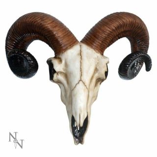 Rams Skull Head Wall Mounted Hanging Ornament 33cm