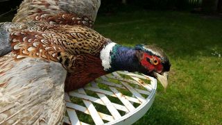 Reserved D.  Barlow Vintage French Taxidermy Male Pheasant - Good Example