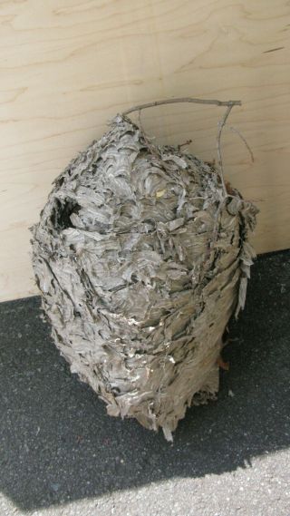 Huge Hornet Hive Bee Nest Taxidermy