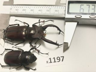 K1197 Unmounted Beetle Lucanus Dongi 67mm ?? Vietnam Central