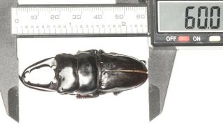 Lucanidae Dorcus Sp.  60mm S.  W.  Tibet Himalaya
