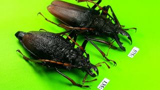 Cerambycidae Psalidognathus Antonkozlovi Pair 71mm / 60mm From Peru 575 - 135