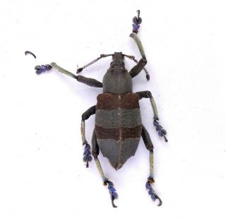 Eupholus Dhuyi - Curculionidae 26mm From Simbu Province,  Papua Guinea Png