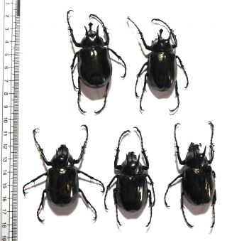 Dynastidae.  5 X Chalcosoma Atlas Sintae. ,  45mm Peleng