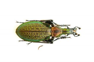 Carabidae Carabus Acoptolabrus Gehinii Nishijimai Male 31mm