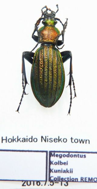 Carabus Megodontus Kolbei Kuniakii (male A1) From Japan (carabidae)