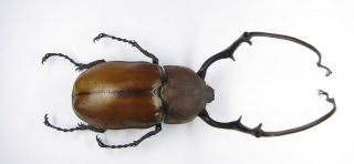 Euchirus Longimanus Longimanus Male 74mm (euchiridae)