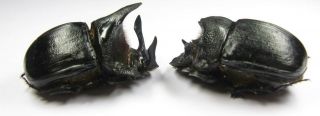 Heliocopris gigas andersoni pair with male 53mm female 54mm (Scarabaeidae) 2