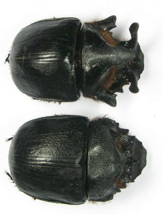 Heliocopris gigas andersoni pair with male 53mm female 54mm (Scarabaeidae) 3